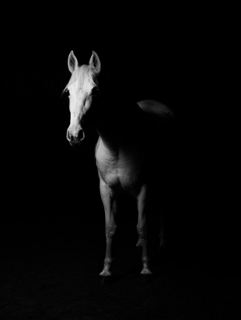 white, horse, white horse