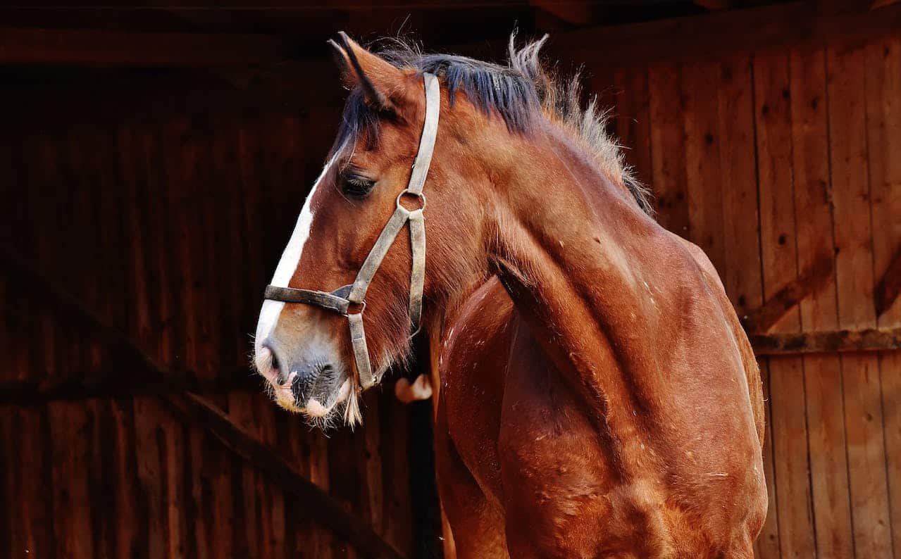 ¿Cómo prevenir el cólico en caballos?